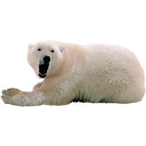 Polar white bear PNG-23508